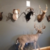 Realistic Taxidermy gallery