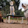 Texas Dog Training gallery