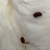 All N-1 Pest Control Management gallery