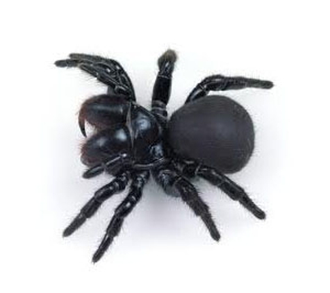 Bega Valley Pest Control - Tura Beach, NSW