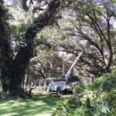 Century Tree and Mulching Service - Tree Service