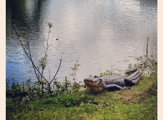 Brazos Bend State Park - Needville, TX