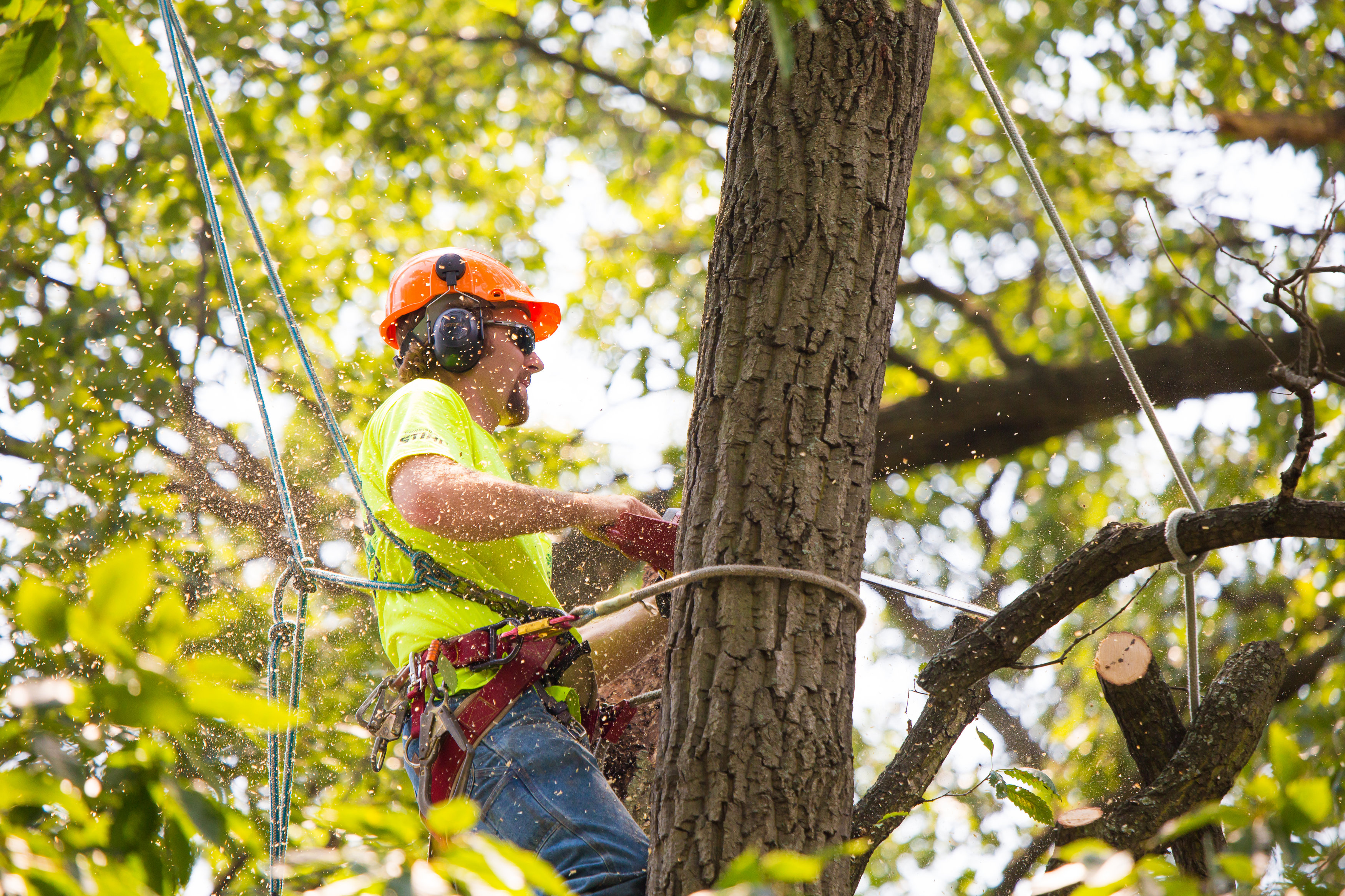 Image result for tree service