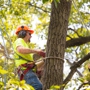 Arbor Tree Care