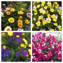 Plumb Farms Nursery & Flowers - Garden Centers