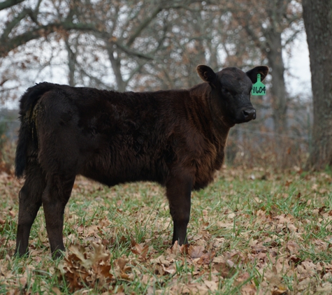 Mercy Lane Angus Farm - Rogersville, MO