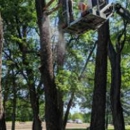 Dan the Tree Man - Tree Service