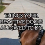 Photo #31