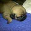 Renwar's Pug Puppies gallery