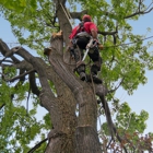 B and M Tree Service