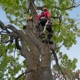 B and M Tree Service