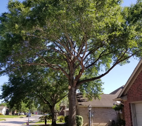 Katy Tree Services - Katy, TX