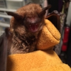 Bats R Us Wildlife Removal Specialist gallery
