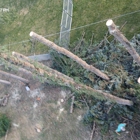 Kreft Tree Service