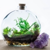 Bottled Blooms Terrariums & Indoor Plants gallery