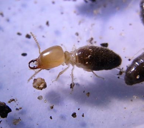 Rockingham Pest Control - Waikiki, WA