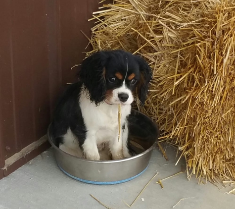 Come Sit and Stay Kennel - Ostrander, OH