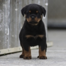 Von Der Obersten Rottweilers - Dog Training