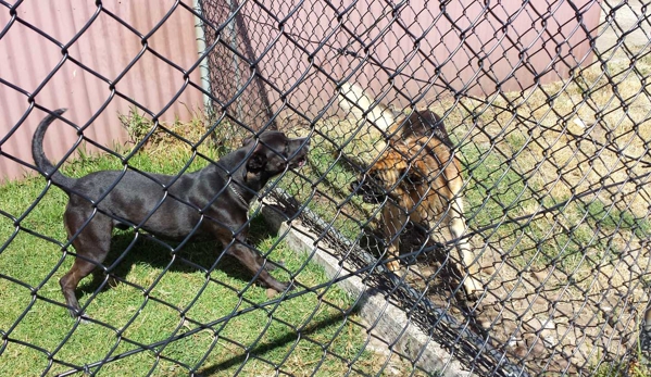 Ulverstone Boarding Kennels & Cattery - Ulverstone, TAS