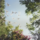 A Whitebird Dove Release - Funeral Information & Advisory Services