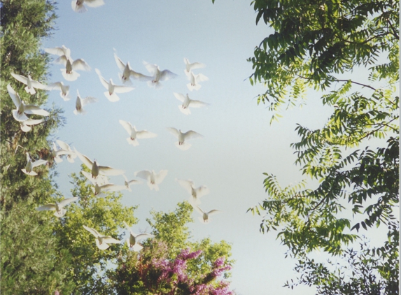 A Whitebird Dove Release