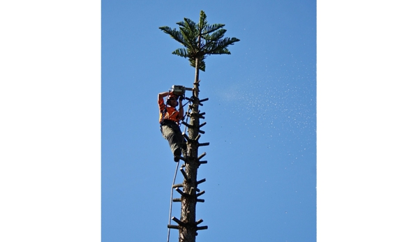 Total Tree Management - Kingston, TAS