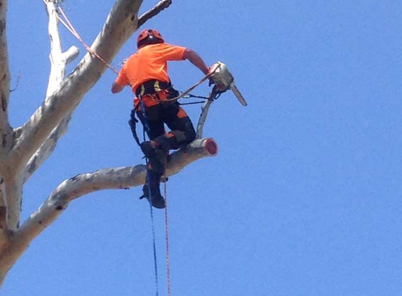 Southern Trees