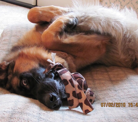 Gypsum Animal Hospital - Gypsum, CO. Blitz says "Thank you" too.