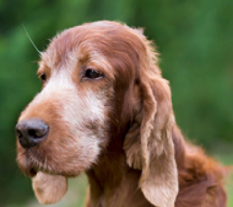 Mackay Pet Cremations