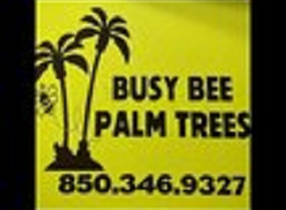 Busy Bee Palm Trees