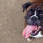 Animal Clinic of Michigan City