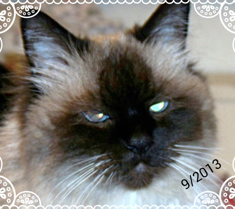 Island Pet Center - Oak Harbor, WA. 25 yr old kitty passed 213.