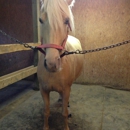 Maple Crest Farm - Horse Boarding