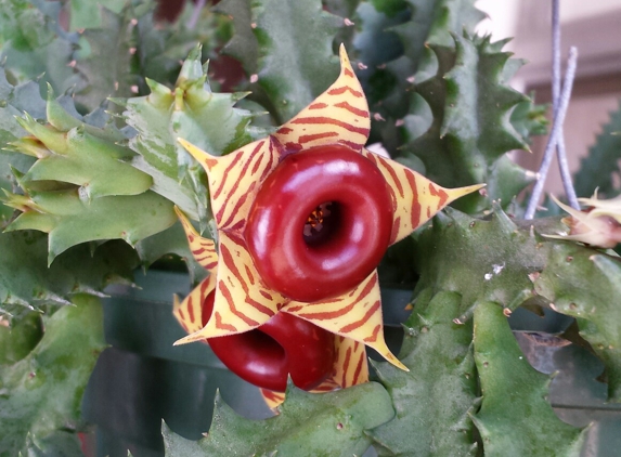 Garden Arts - New Smyrna Beach, FL. Life saver cactus