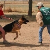 HUNDEAUSBILDUNG The School for Dogs gallery