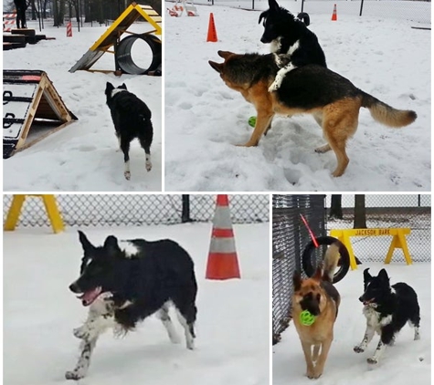 Jackson Bark - Dog Park - Chicago, IL