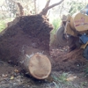 DB & Sons Stump Grinding LLC gallery