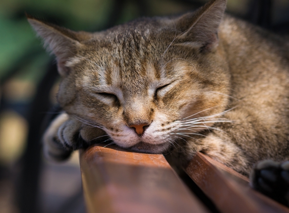 The Comforted Kitty - Berkeley, CA