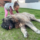 Sam's Giant Dogs - Pet Services