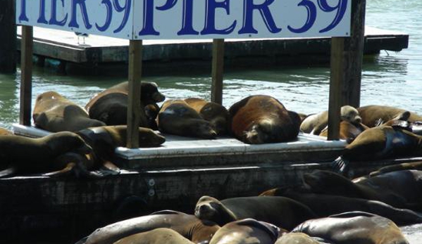 Pier 39 - San Francisco, CA