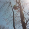 C & R Tree Service gallery