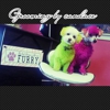 PRISSY POOCH PET GROOMING AN SPA gallery