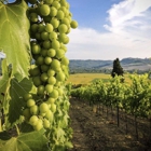 Savoir Faire Wine Tours and Taxi Service