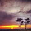 Ano Nuevo State Park gallery