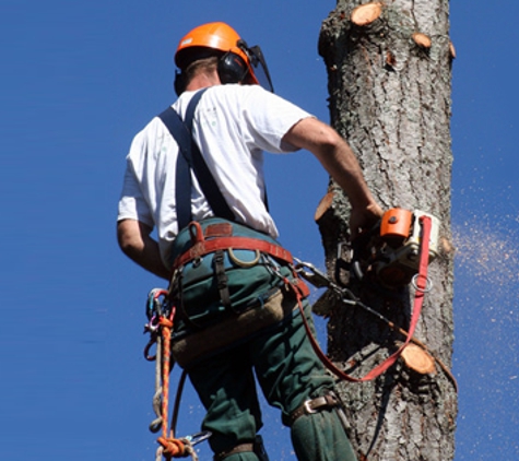 The Tree Man - Bowling Green, KY