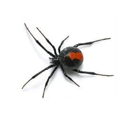 Novopest Professional Pest Management