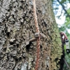 Cali-Flora Tree Service gallery