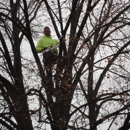 Kottman's Tree Service - Tree Service