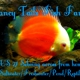 Fancy Tails Fish Farm