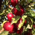 Golden River Orchard